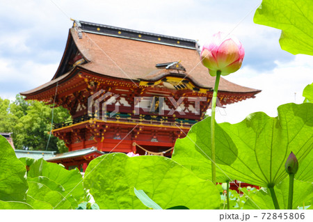 伊賀八幡宮のハス〈愛知県岡崎市〉 72845806