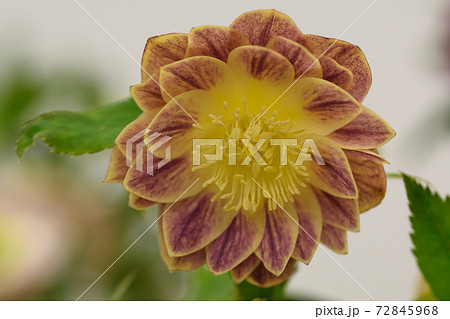 クリスマスローズ クリスマスローズ 72845968