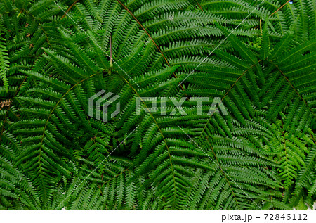 ウラジロ ウラジロ 72846112