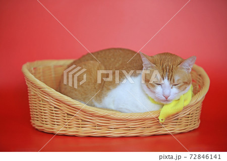 cat in the basket with winter style cat in the basket with winter style 72846141