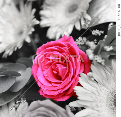 isolated red rose from the different flowers isolated red rose from the different flowers 72846160
