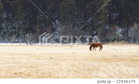 horse looking back in the grassland in western china, grass land background in pudacuo national park 72846174