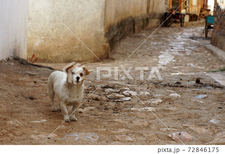 poor little dog stand alone on the mud road poor little dog stand alone on the mud road 72846175