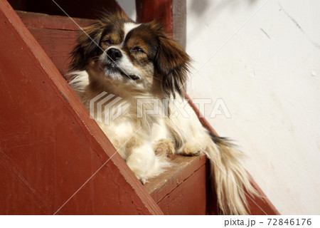 sleep dog on the stair 72846176