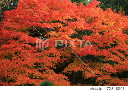 autumn leaves change the color in the japan park view at kyoto autumn leaves change the color in the japan park view at kyoto 72846203