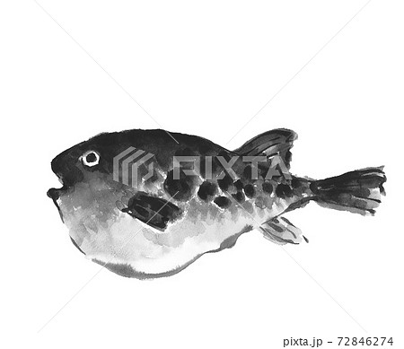 ふぐ フグ 河豚 トラフグ 魚介 素材 モノトーン 白背景 コピースペースあり 水墨画風水彩 のイラスト素材