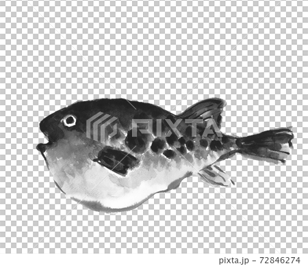 ふぐ フグ 河豚 トラフグ 魚介 素材 モノトーン 白背景 コピースペースあり 水墨画風水彩 のイラスト素材