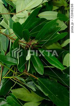 ユズリハ 72846286