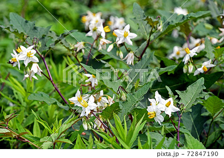 シロバナワルナスビ(白花悪茄子)の花 シロバナワルナスビ(白花悪茄子)の花 72847190