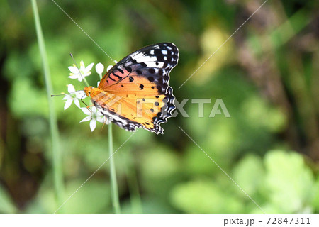 ニラの花から吸蜜するツマグロヒョウモンの♀ ニラの花から吸蜜するツマグロヒョウモンの♀ 72847311