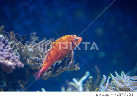海の魚 海の魚 72847553