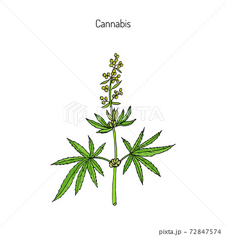 Hemp Cannabis Sativaのイラスト素材