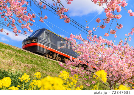 菜の花と河津桜と黒船電車 72847682
