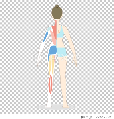 女性の全身の筋肉ベクターイラスト 72847996