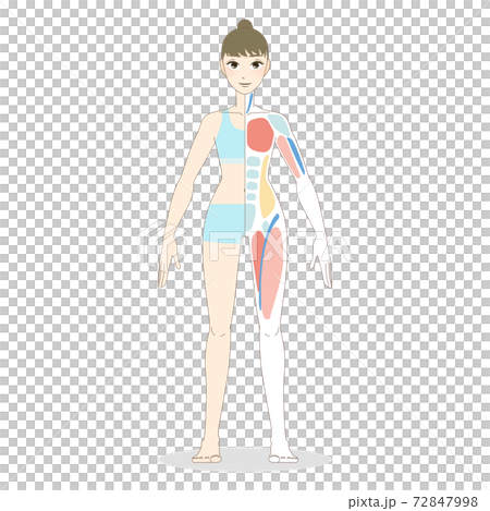 女性の全身の筋肉ベクターイラスト 72847998