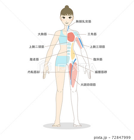 Female Whole Body Muscle Vector Illustration Stock Illustration