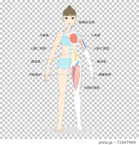 女性の全身の筋肉ベクターイラスト 72847999