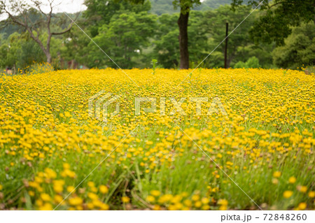 黄色いお花畑 黄色いお花畑 72848260