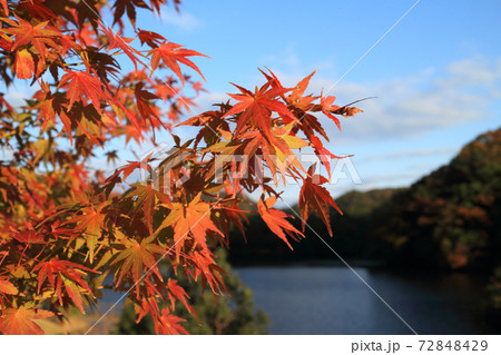 亀山湖の紅葉（君津市） 72848429
