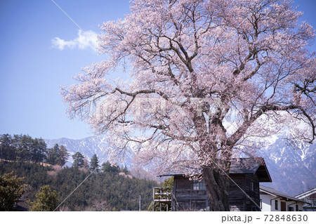 山梨県 山高の一本桜 山梨県 山高の一本桜 72848630