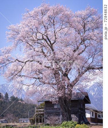 山梨県 山高の一本桜 72848632