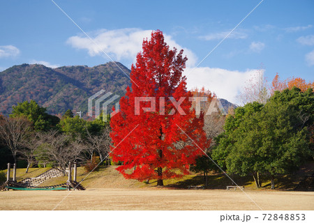 赤いクリスマスツリー（三重県民の森・大きなフウの木） 72848853