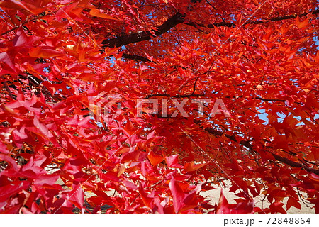 赤いクリスマスツリー（三重県民の森・大きなフウの木） 72848864