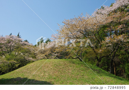 芝山古墳群・姫塚の桜（千葉県山武郡横芝光町） 72848995
