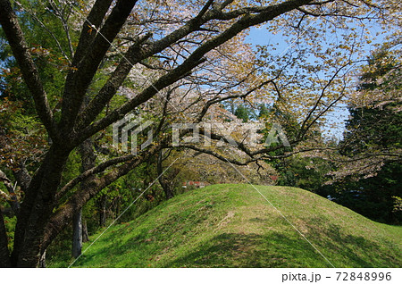 芝山古墳群・姫塚の桜（千葉県山武郡横芝光町） 72848996