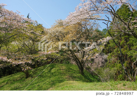 芝山古墳群・姫塚の桜(千葉県山武郡横芝光町) 芝山古墳群・姫塚の桜(千葉県山武郡横芝光町) 72848997