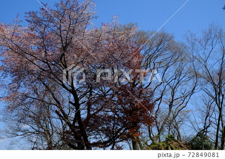 青空の山桜と雑木　【相模原市津久井　4月】 72849081