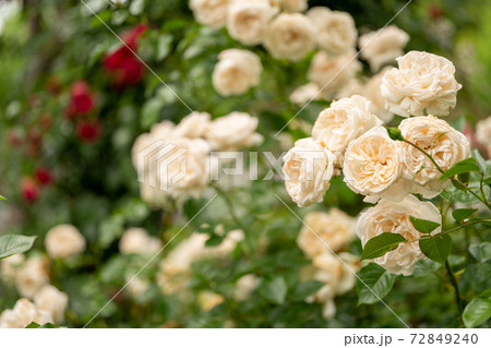 白い薔薇 72849240