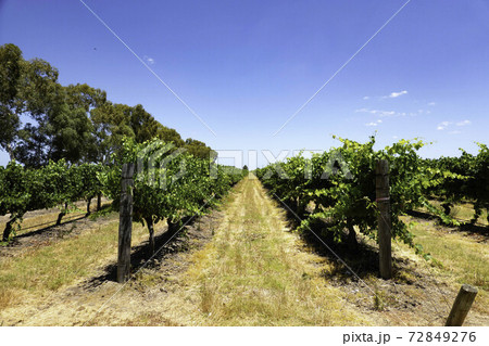 オーストラリアのワイナリー 72849276