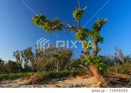 沖縄　石垣島　モンパの木　 72849283