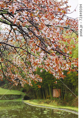 春雨そぼ降る三多気の桜 春雨そぼ降る三多気の桜 72849394