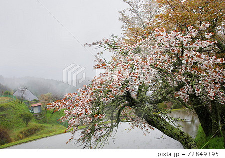 春雨そぼ降る三多気の桜 春雨そぼ降る三多気の桜 72849395