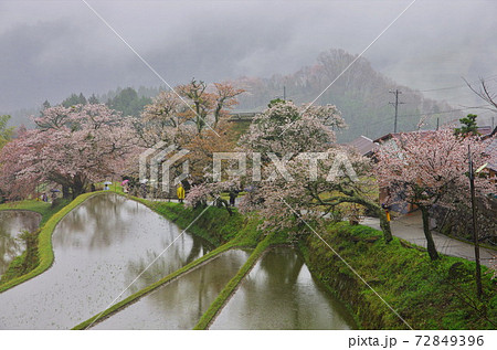 春雨そぼ降る三多気の桜 春雨そぼ降る三多気の桜 72849396