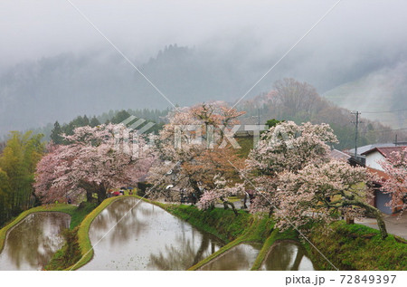 春雨そぼ降る三多気の桜 春雨そぼ降る三多気の桜 72849397