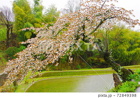 春雨そぼ降る三多気の桜 72849398