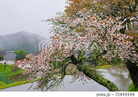 春雨そぼ降る三多気の桜 春雨そぼ降る三多気の桜 72849399