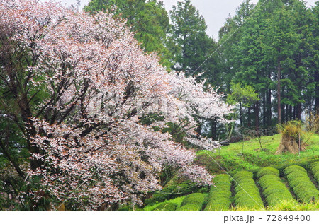 春雨そぼ降る三多気の桜 72849400