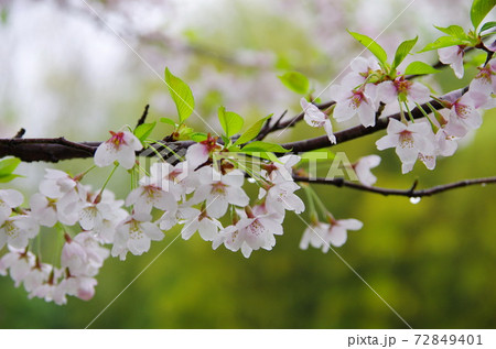 春雨そぼ降る三多気の桜 72849401