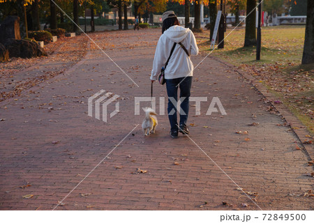 犬の散歩のイメージ 犬の散歩のイメージ 72849500