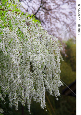 春雨そぼ降る三多気の桜の前で咲き誇るユキヤナギ 春雨そぼ降る三多気の桜の前で咲き誇るユキヤナギ 72849510