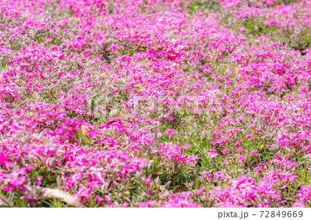 安曇野拾ヶ堰の芝桜　【長野県】 72849669