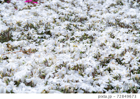安曇野拾ヶ堰の芝桜　【長野県】 72849673