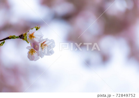 水の滴る桜 【長野県】 水の滴る桜 【長野県】 72849752
