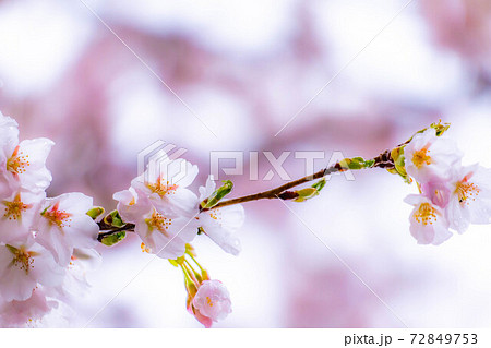 水の滴る桜　【長野県】 72849753