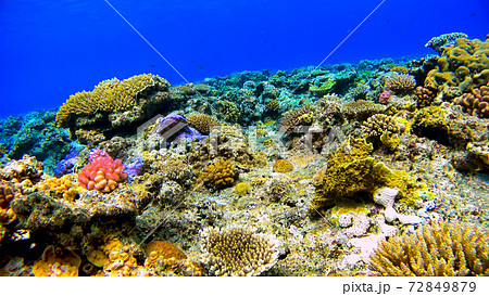 沖縄　阿嘉島の珊瑚礁　水中写真 72849879