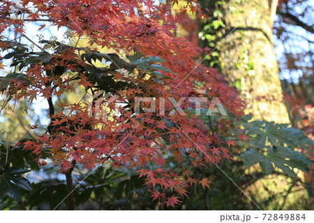 熊本市 立田自然公園 紅葉、 熊本市 立田自然公園 紅葉、 72849884